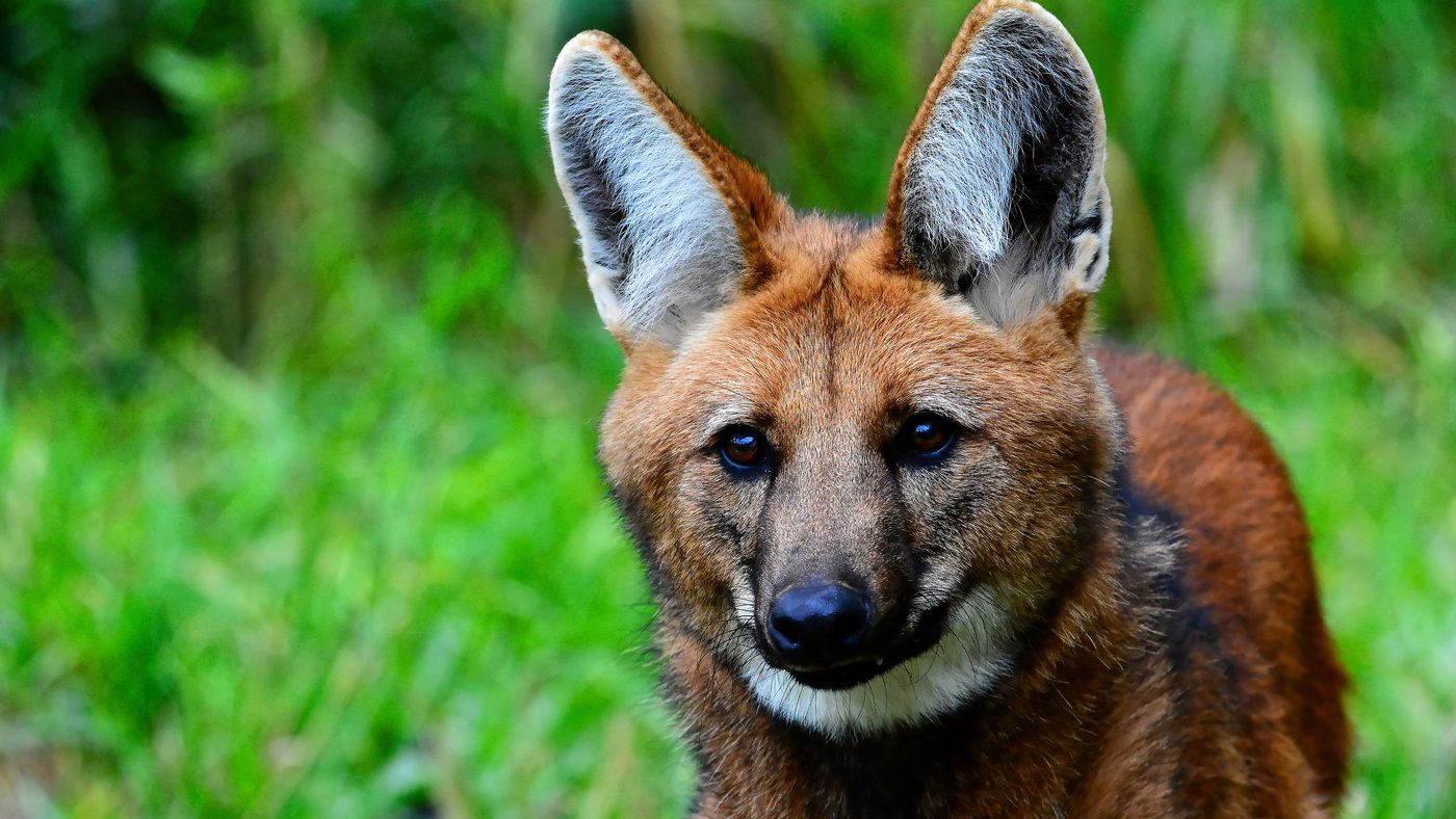 Close do rosto de um lobo-guará, espécie do animal resgatado na Estrutural, com orelhas grandes e pelagem avermelhada