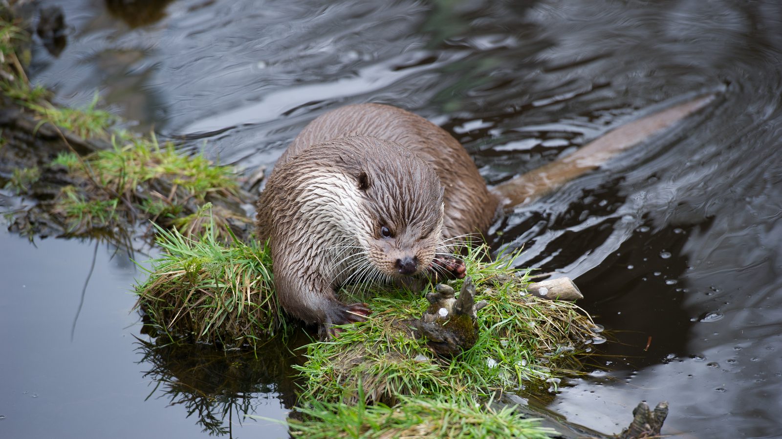 Lontra-europeia de pelagem molhada comendo sobre um tufo de grama na margem de água escura, como as lontras caçam peixes de dia em Zwolle