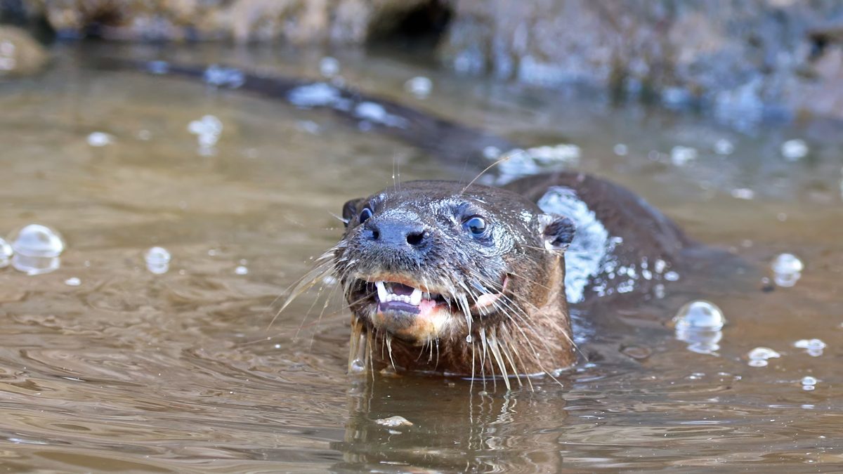 Lontra-neotropical com a cabeça fora da água marrom, boca entreaberta e bolhas em volta, num rio de Mato Grosso do Sul