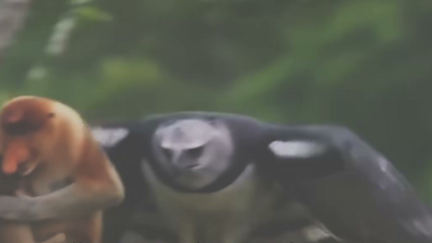 Imagem de divulgação: Macaca leva filhote para o alto das árvores para escapar de predadores, mas uma águia chega por cima e muda a ameaça na narrativa do vídeo