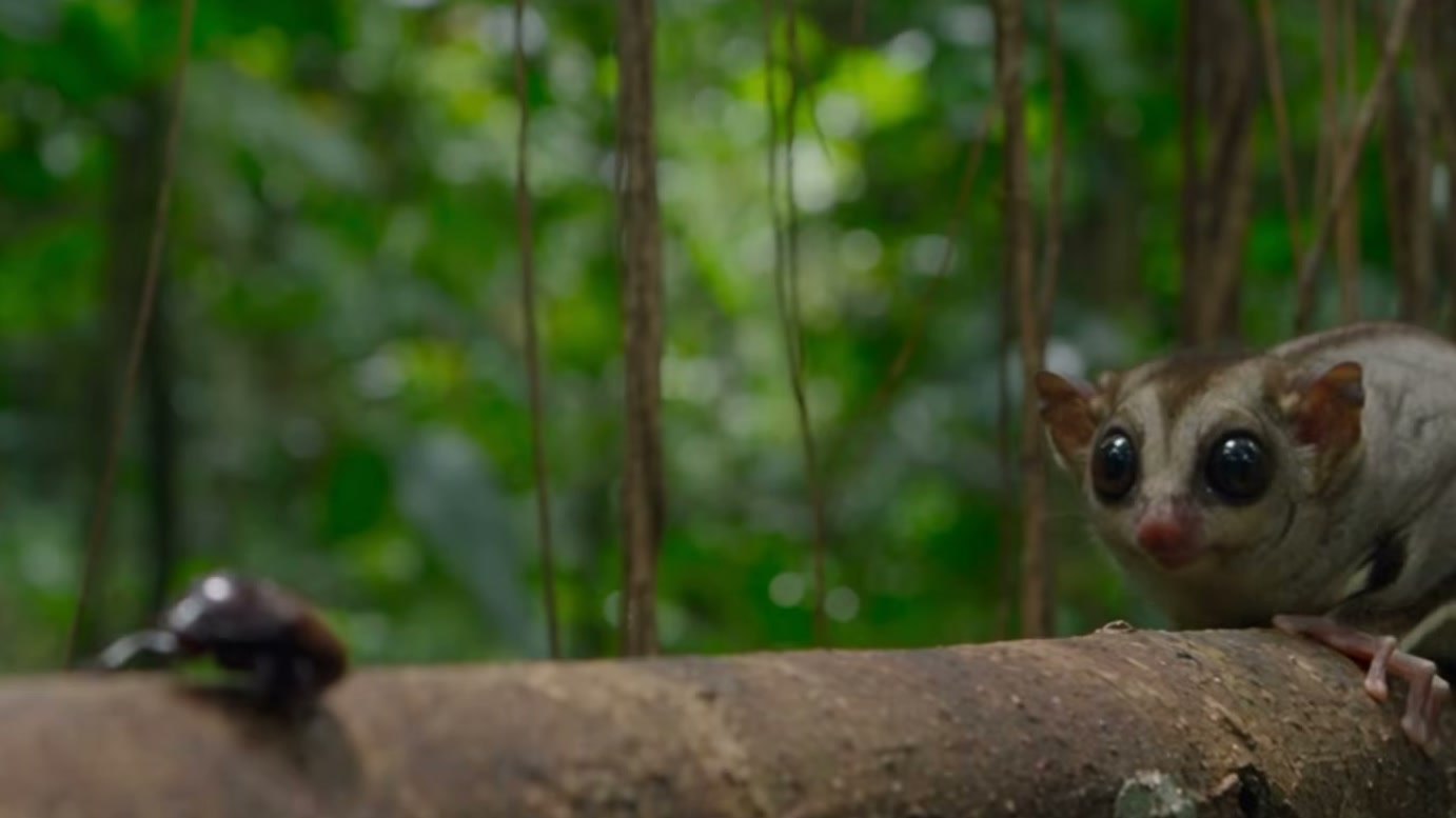 Imagem de divulgação: Macaco agarra cauda de colugo e impede sua fuga, mas a chegada de uma ave de rapina transforma a disputa na narrativa do vídeo