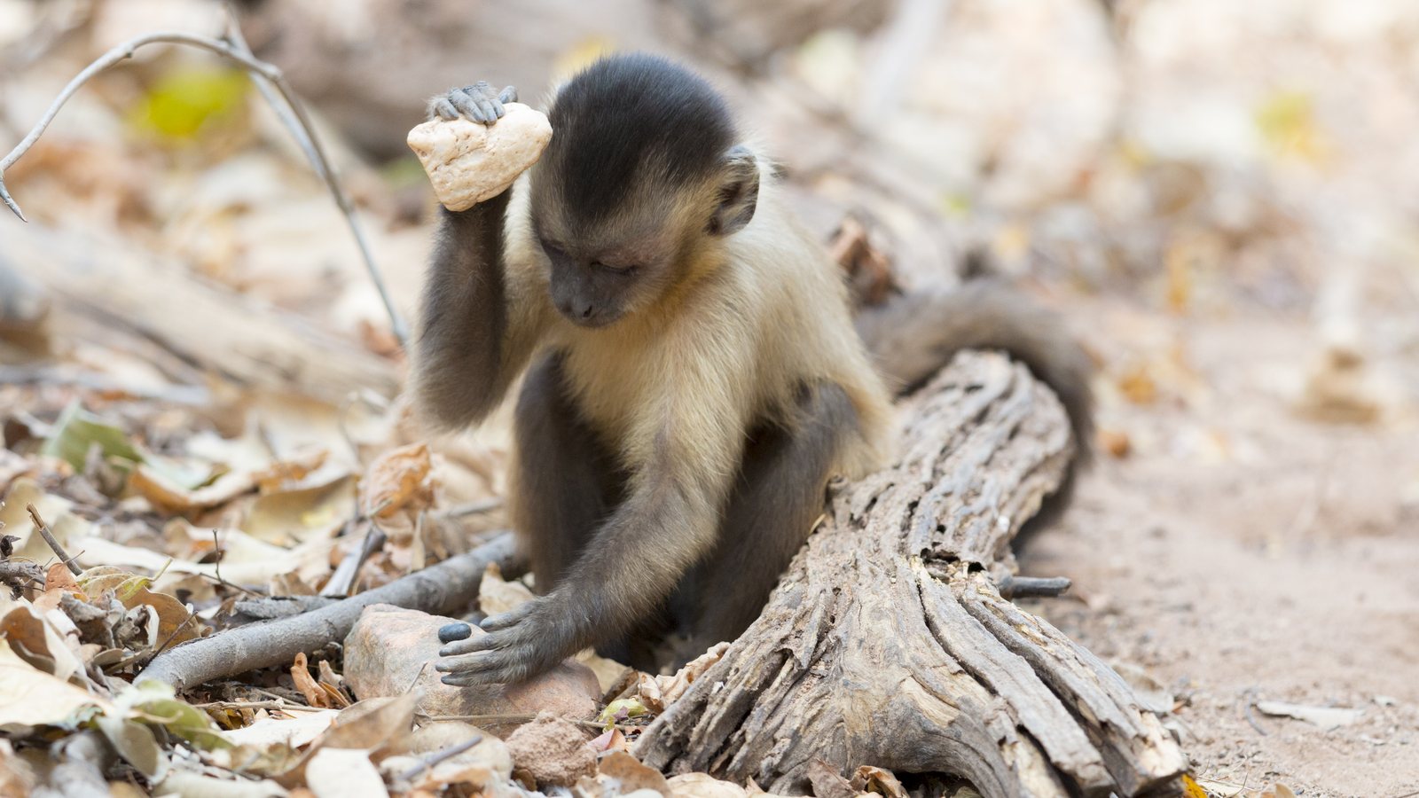 Filhote de macaco-prego sentado no chão seco segura uma pedra no alto para quebrar uma semente apoiada em outra pedra