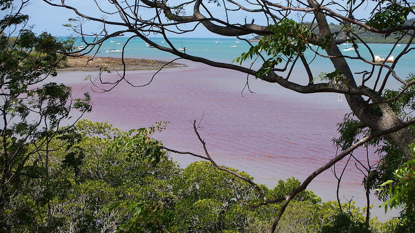Água do mar com coloração rosada por floração de microalgas em Airlie Beach, na Austrália, o mesmo fenômeno conhecido no Brasil como maré vermelha.