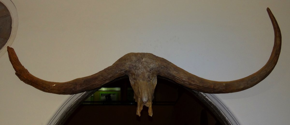Crânio fóssil de búfalo gigante com chifres enormes e curvos, pendurado na parede de um museu