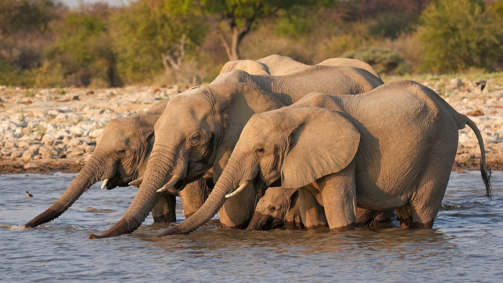 Manada de elefantes africanos bebendo água num lago raso, com a margem de pedras e árvores ao fundo, símbolo da megafauna que sobreviveu