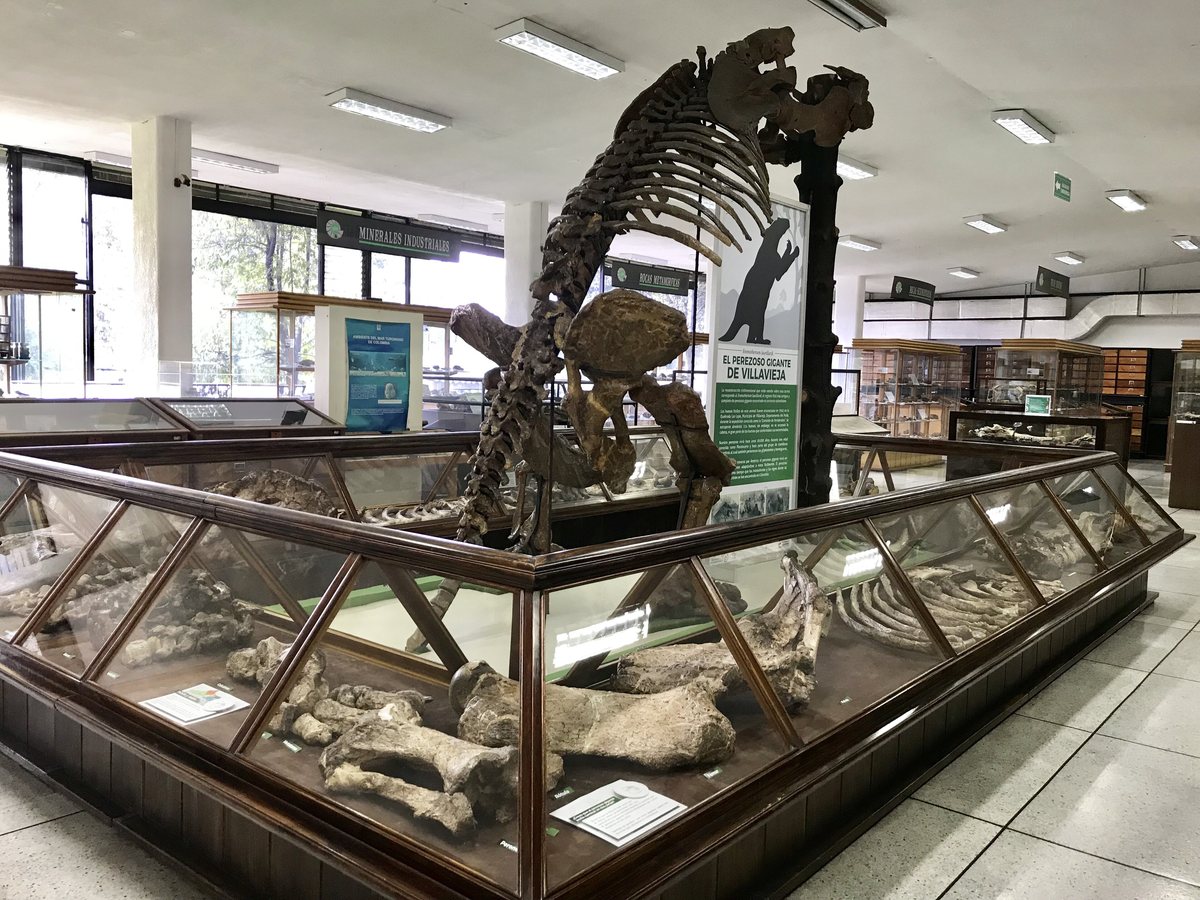Esqueleto montado de preguiça-gigante em pé, cercado por vitrines com ossos fósseis num museu