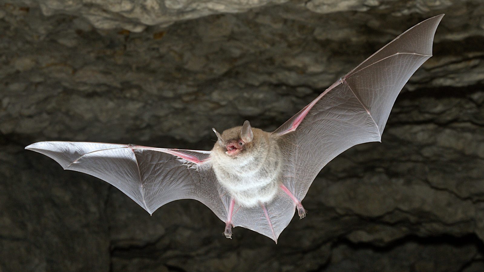 Morcego de Daubenton em pleno voo, de asas abertas e boca entreaberta, diante de uma parede de pedra escura: morcegos surgiram na Europa, indica estudo
