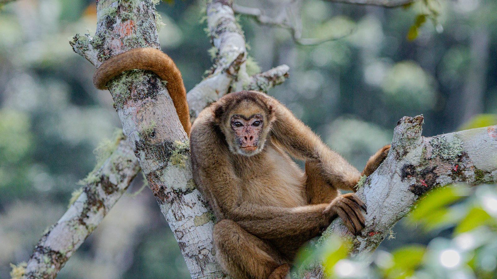 Muriqui-do-norte sentado num galho coberto de líquen olhando para a câmera, espécie que um drone térmico contou em Minas Gerais