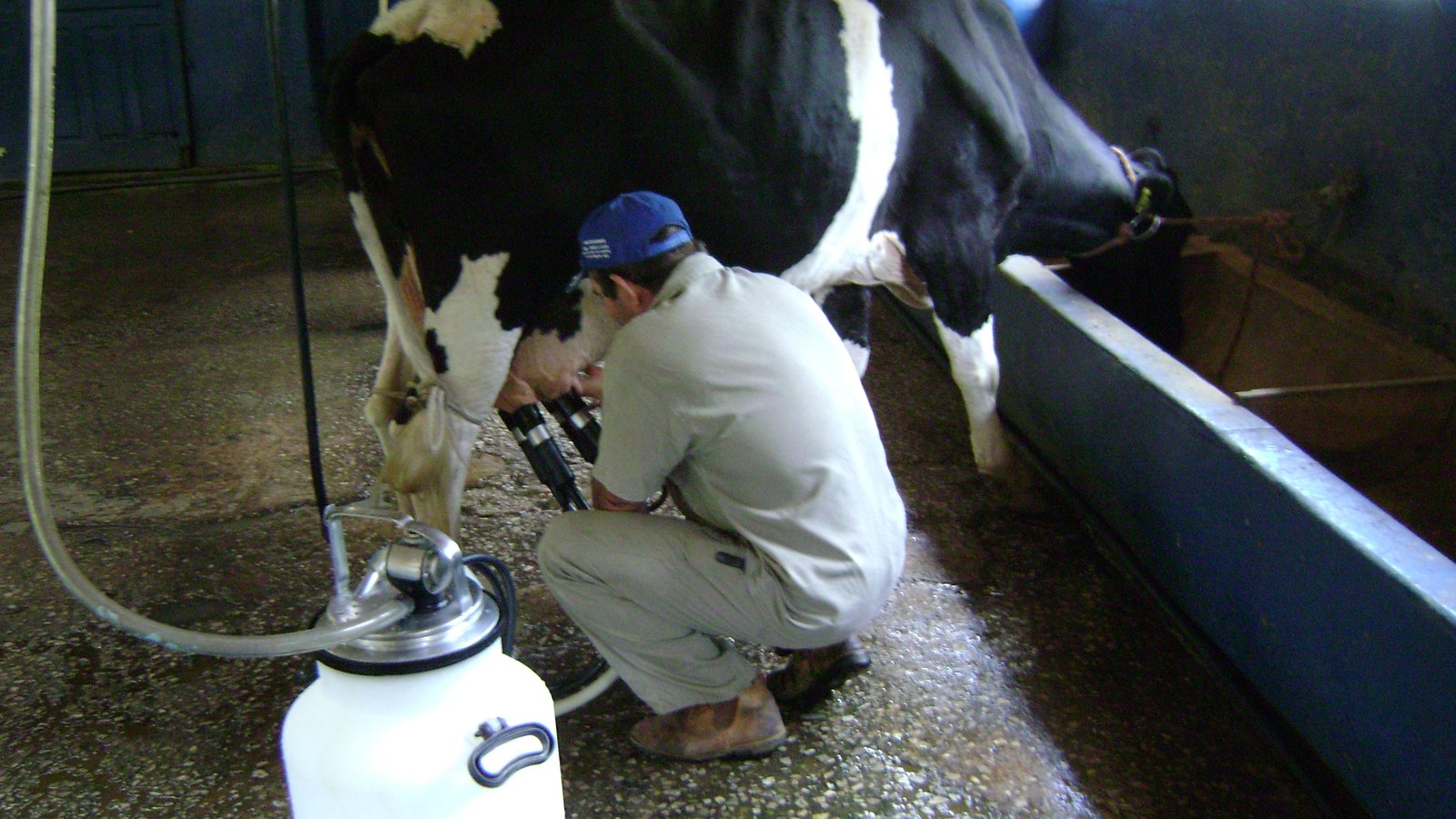 Ordenha mecânica numa fazenda de produção de leite em Minas Gerais: homem de boné azul agachado ao lado de uma vaca holandesa preta e branca ligando a ordenhadeira mecânica nas tetas, com o latão branco da máquina no chão de um estábulo em Minas Gerais