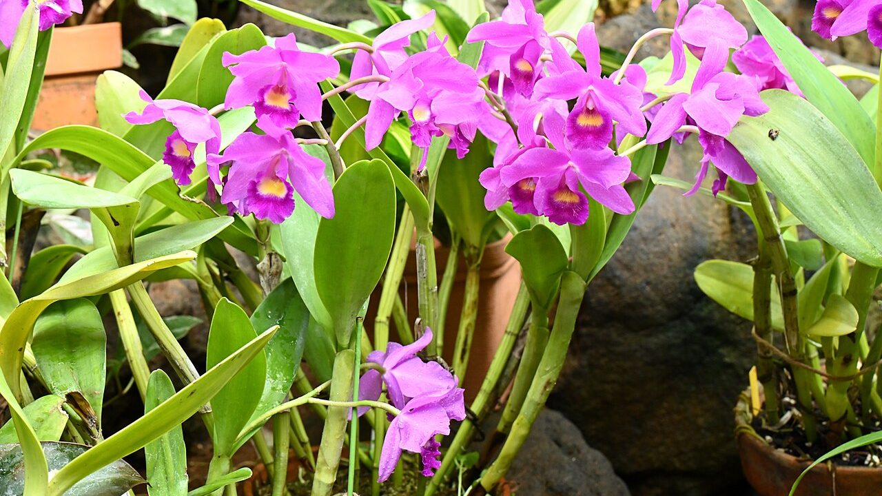 Cattleya labiata, orquídea nativa do Nordeste do Brasil, com flores roxas em close, uma das mais de 2.500 espécies nativas do país