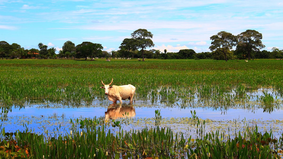 Campo alagado no Pantanal de Mato Grosso, com um boi branco dentro da água, plantas aquáticas verdes e árvores ao fundo