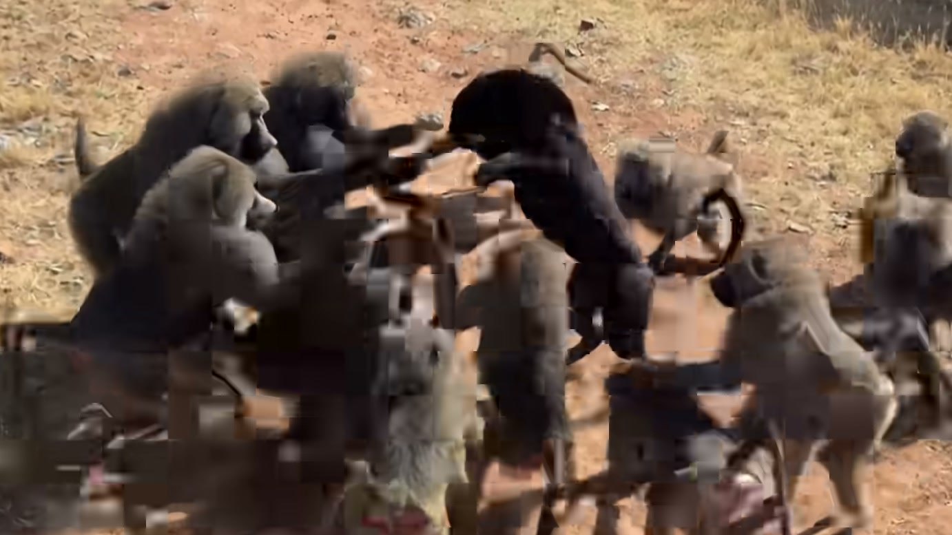 Imagem de divulgação: Pantera-negra mira filhote de macaco, mas reação do grupo transforma aproximação do predador em confronto na narrativa apresentada pelo Wildlife Kingdom Stories