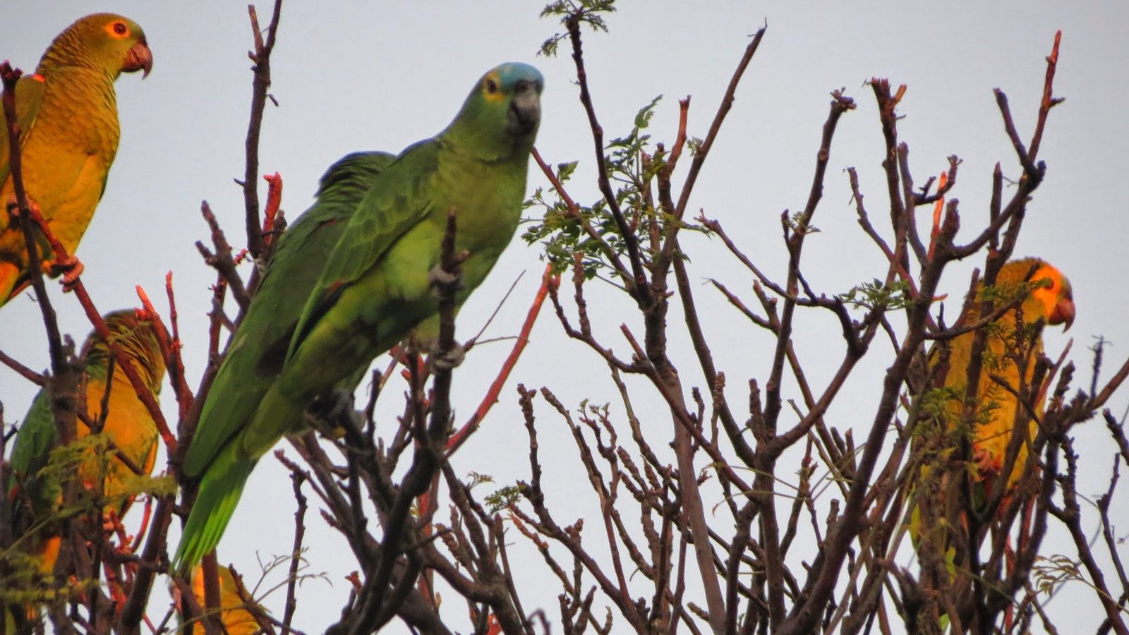 Papagaio-verdadeiro verde pousado num galho seco com outros papagaios amarelo-alaranjados, imagem do tráfico de papagaios que o estudo mapeou