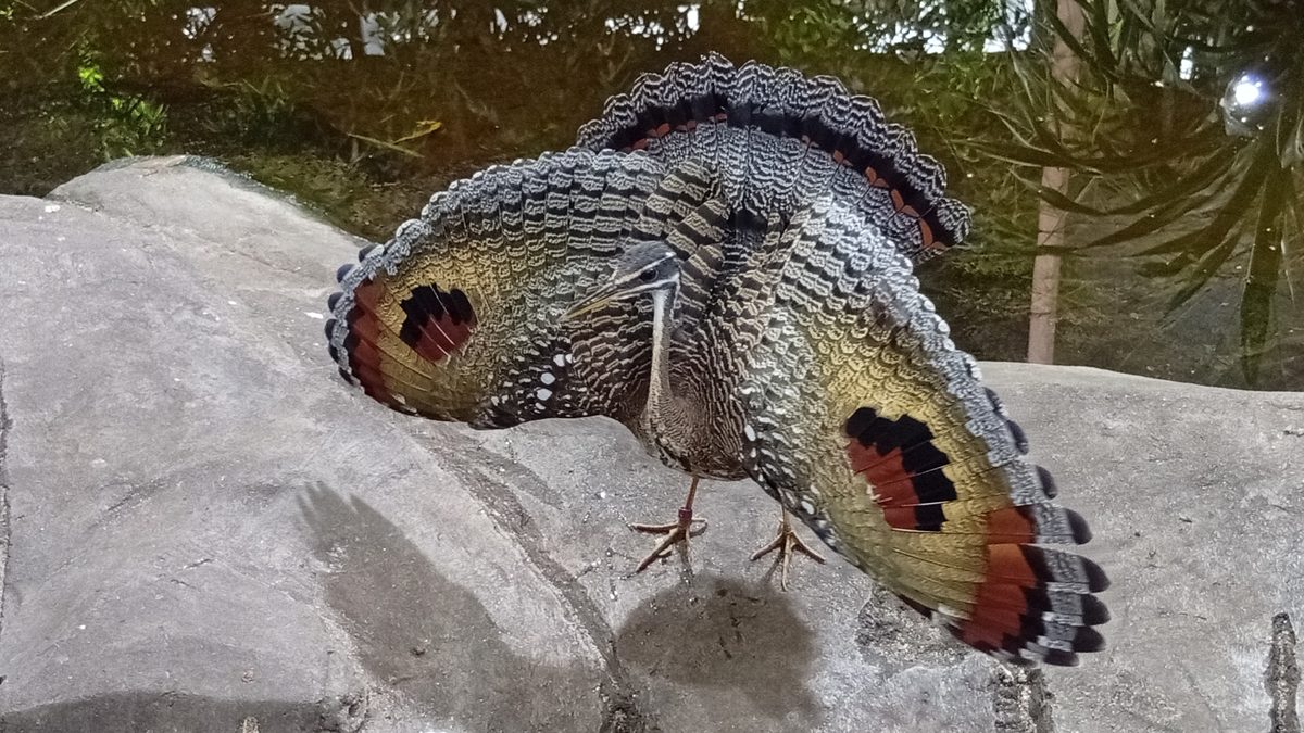 Pavãozinho-do-Pará de asas totalmente abertas sobre uma pedra, com manchas de vermelho, amarelo e preto nas penas