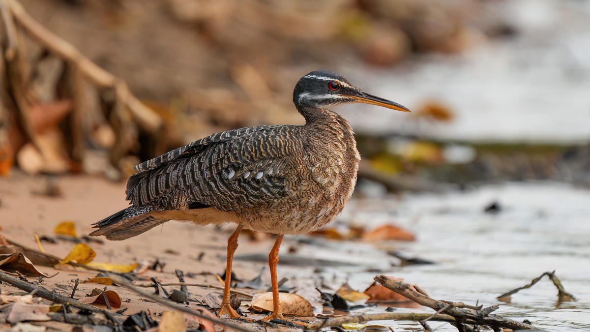 Pavãozinho-do-Pará de asas fechadas à beira d'água, com plumagem cinza e marrom e olho vermelho