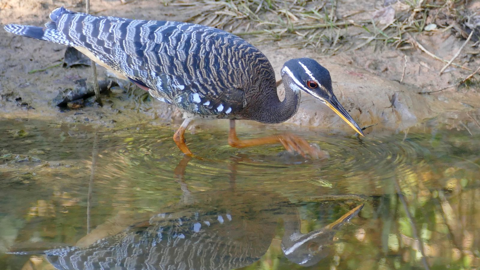 Pavãozinho-do-Pará bebendo água rasa em Poconé (MT), com reflexo na poça: o pavãozinho-do-Pará abre as asas quando outro bicho chega perto