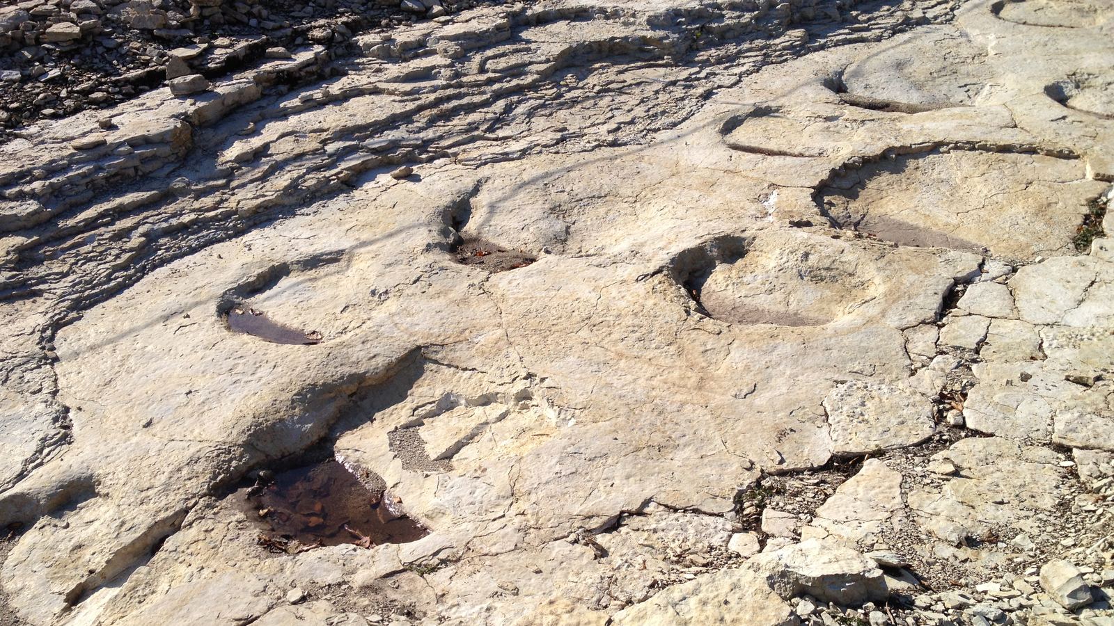 Grandes pegadas arredondadas de dinossauro saurópode marcadas no calcário claro do sítio de Plagne, na França, algumas com água no fundo