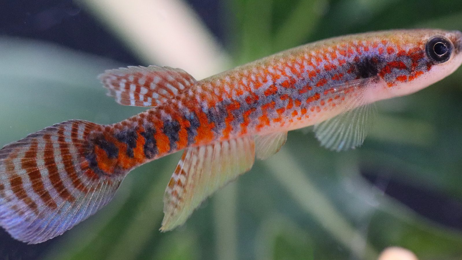 Macho do peixe laranja Laimosemion laranja, de menos de 3 cm, com pintas e faixas alaranjadas no corpo e cauda azulada listrada
