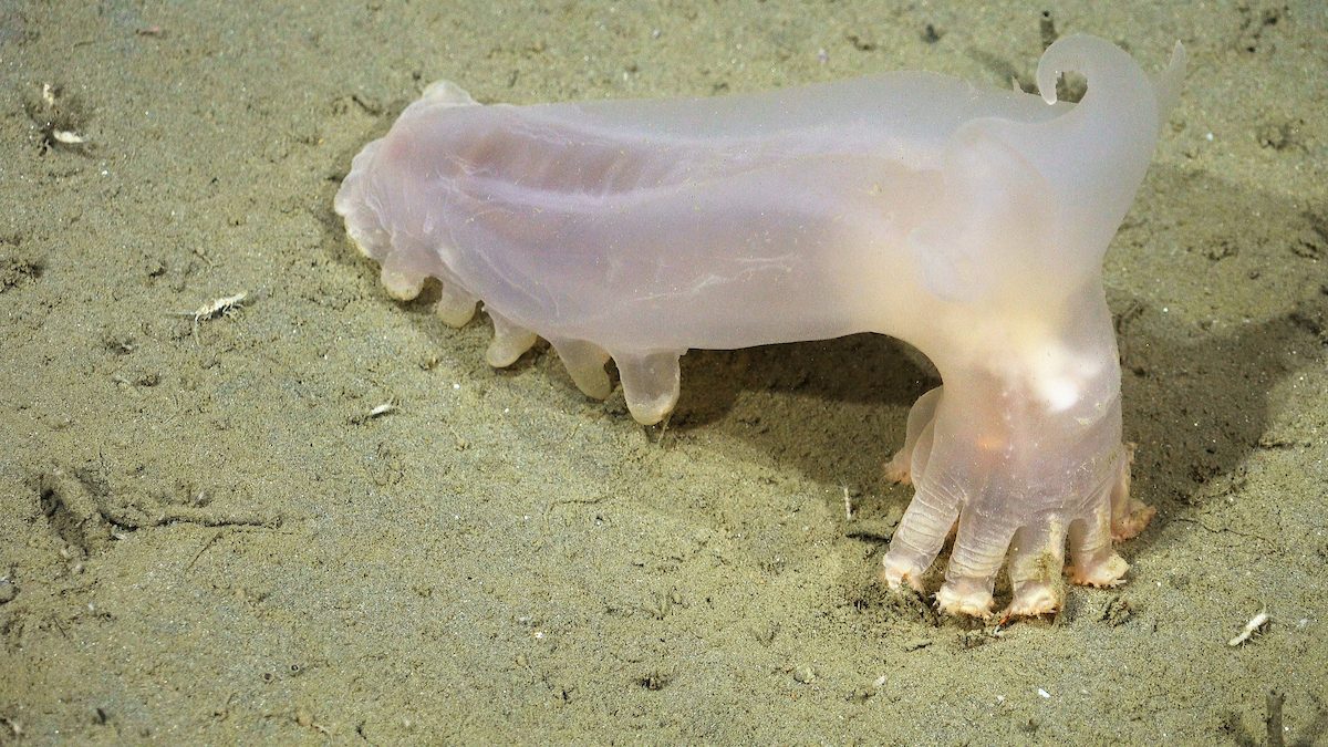 Pepino-do-mar Loki, do gênero Peniagone, sobre o fundo de areia, uma das espécies novas no cânion de Mar del Plata