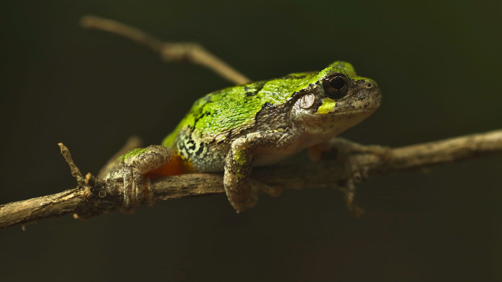Perereca-cinzenta verde e cinza sobre um galho fino contra fundo escuro, uma perereca escolhe pior quando há muitos machos cantando