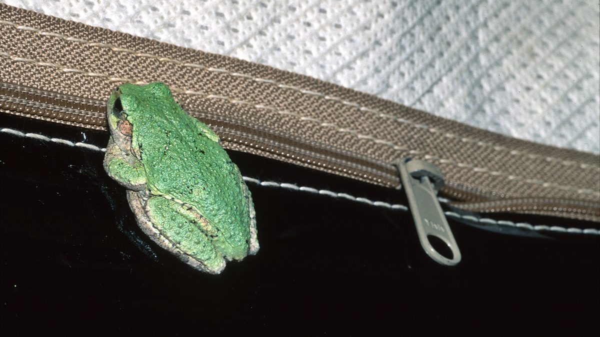 Perereca-cinzenta verde pousada sobre o zíper de uma bolsa preta
