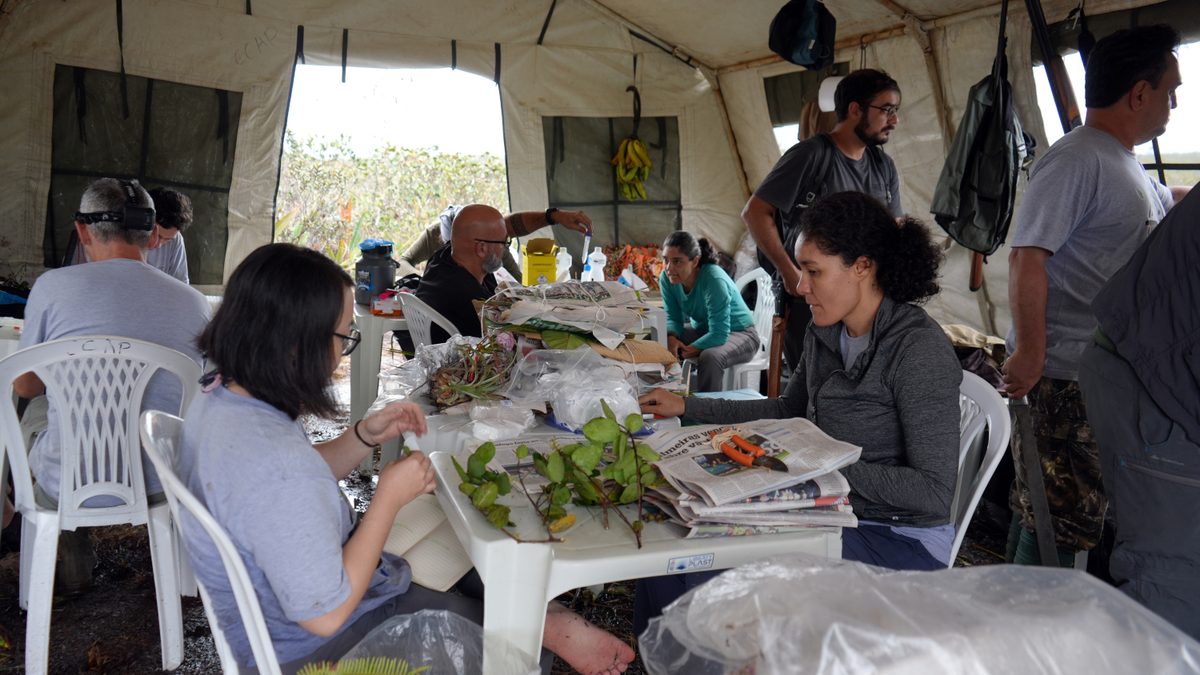 Pesquisadores sentados em torno de mesas de plástico dentro de uma barraca de lona, prensando plantas coletadas entre folhas de jornal