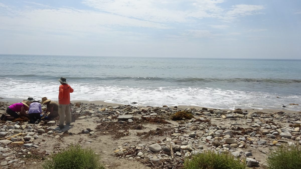 Quatro pesquisadores agachados e em pé numa praia de pedras e algas secas, coletando pulgas-da-areia com o mar ao fundo