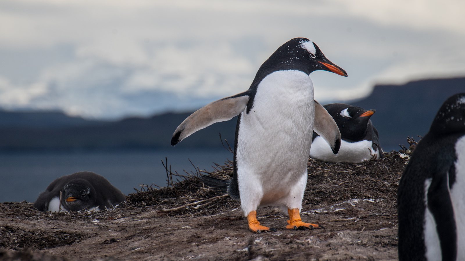 Pinguim-gentoo das ilhas Kerguelen, a espécie nova de pinguim, com bico e pés laranja e as asas abertas sobre o chão de um ninhal, com o mar e montanhas ao fundo