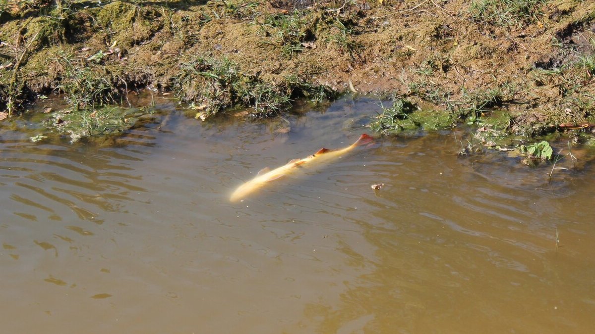 Dourado nadando junto à margem de um rio, peixe símbolo da piracema no rio Uruguai