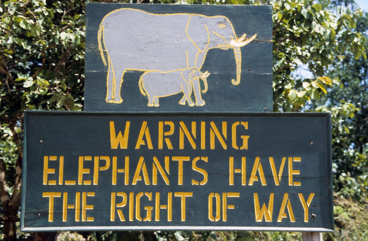 Placa de madeira verde no Parque Nacional de Kasungu, com a silhueta de uma elefanta e um filhote e o aviso Warning: elephants have the right of way