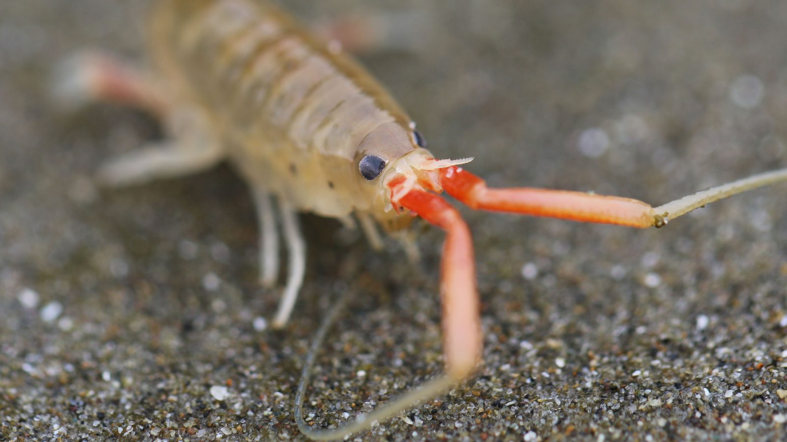 Pulga-da-areia da espécie Megalorchestia californiana em close sobre areia fina, com antenas alaranjadas e olho preto