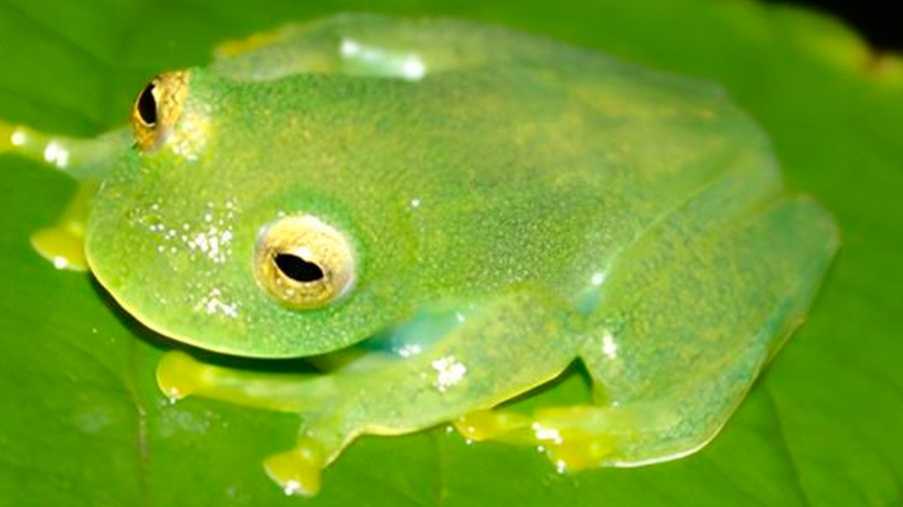 Rã-de-vidro Vitreorana micaelae, espécie nova de Goiás, verde e translúcida, pousada sobre uma folha na mata de Luziânia