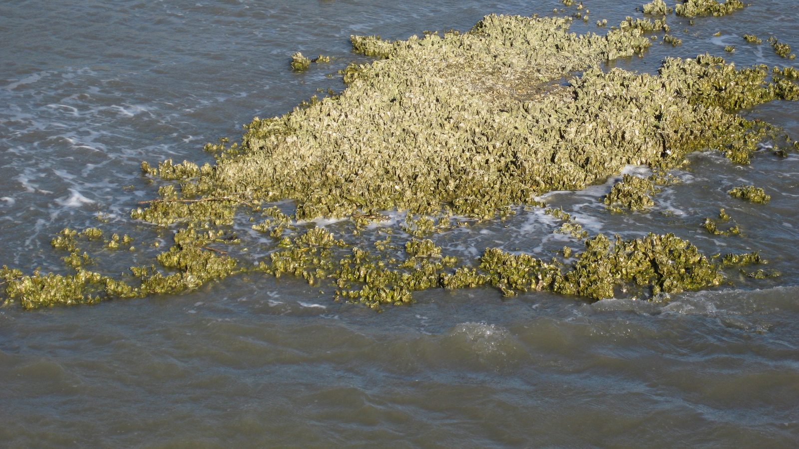 Recife de ostras emergindo na maré baixa, com água cinza ao redor, em Hunting Island, Carolina do Sul: recifes de ostra