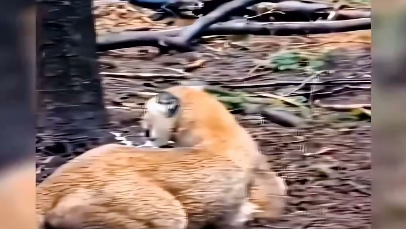 Imagem de divulgação: Armadilha coloca uma mãe animal em perigo, mas chegada de ajuda provoca reação de medo e resistência, segundo narrativa divulgada pelo Dodo Cuet