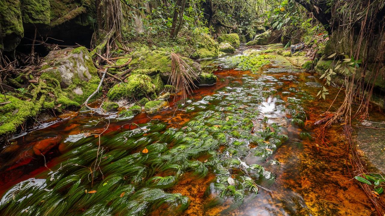 Riacho de água avermelhada entre pedras cobertas de musgo e plantas verdes na mata nebular da Serra do Aracá, no Amazonas