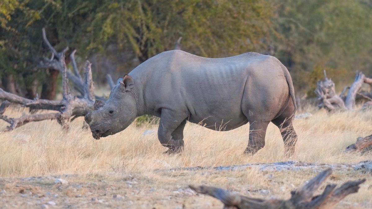 Rinoceronte-negro caminhando pelo capim seco entre troncos caídos no Parque Nacional de Etosha, Namíbia