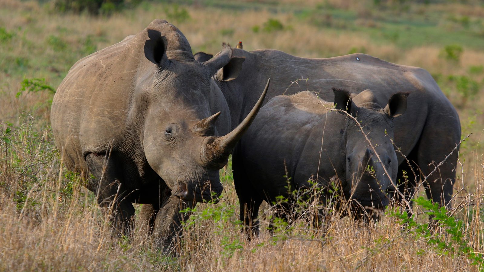 Dois rinocerontes-brancos adultos e um filhote em capim seco na Reserva Phinda, África do Sul, ilustram a translocação de rinocerontes