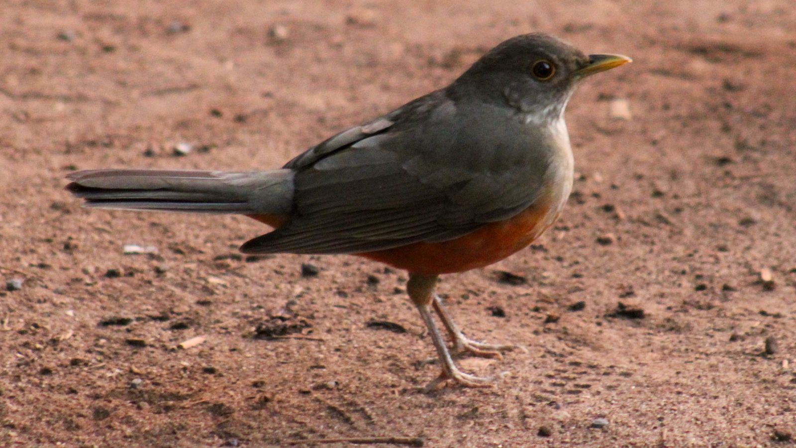 Sabiá-laranjeira de pé no chão de terra do Parque Ibirapuera, em São Paulo; áreas verdes ajudam as aves a escapar do calor extremo