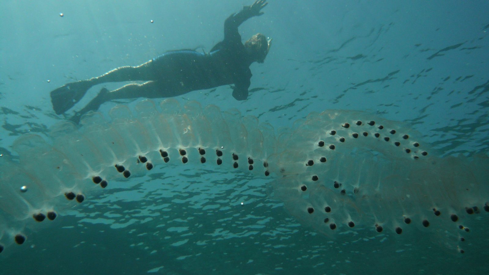 Mergulhador de snorkel nada na superfície do mar acima de uma longa colônia transparente de salpa, com pontos escuros em fila