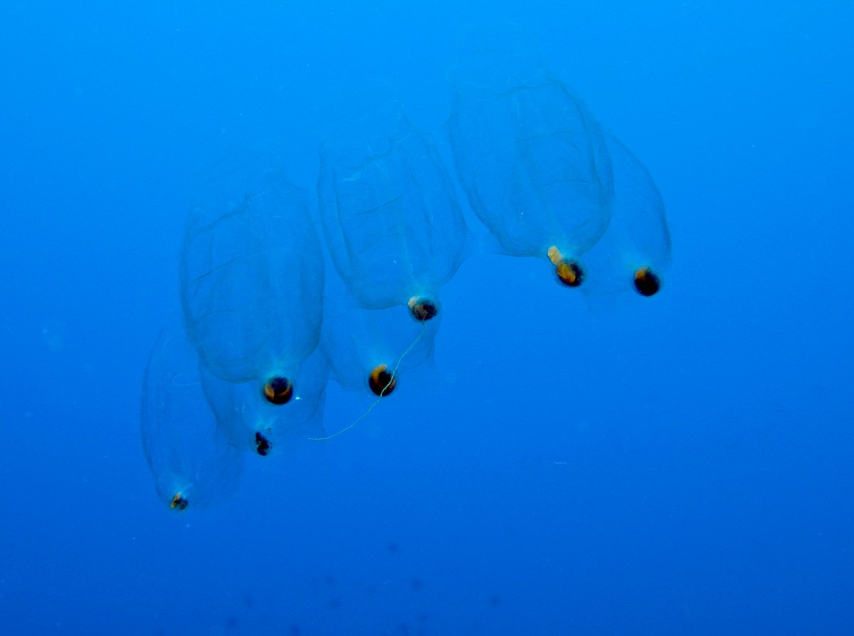 Corrente de salpas transparentes em forma de barril, cada uma com um ponto escuro, na água azul