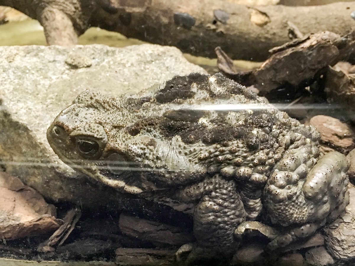 Sapo do grupo dos cururus, marrom e cheio de verrugas, parado sobre pedras e cascas dentro de um terrário de vidro
