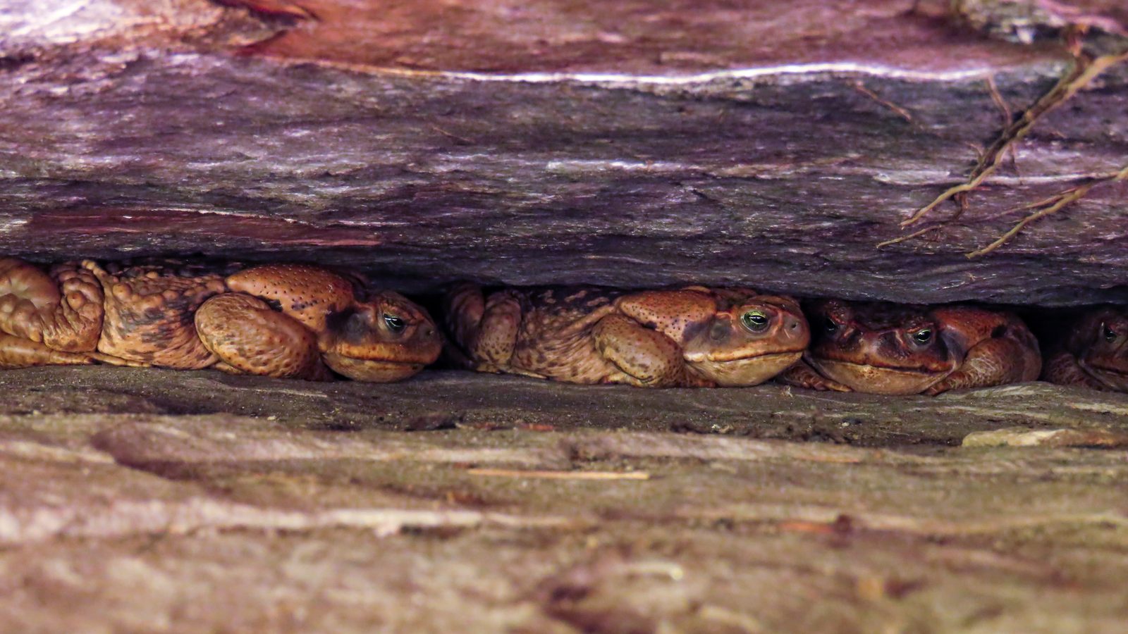 Sapos-cururus escondidos lado a lado numa fresta embaixo de uma pedra; sapos aparecem depois da chuva e passam o seco abrigados assim