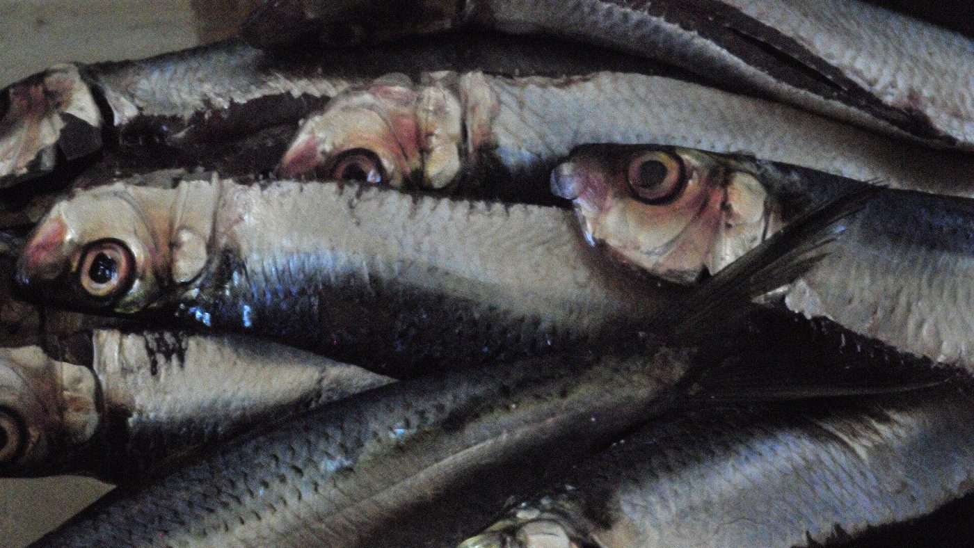 Sardinhas do gênero Sardinella, o mesmo da espécie protegida pelo defeso da sardinha-verdadeira que começa em 1º de outubro