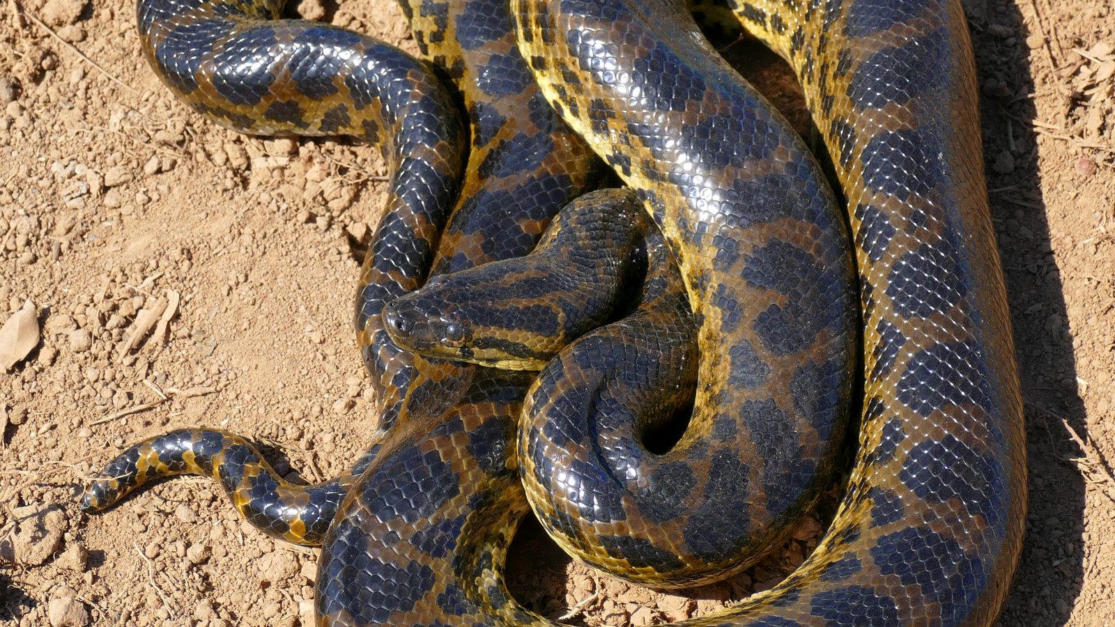 Sucuri-amarela enrolada em terra seca, com escamas brilhantes e manchas pretas em sela sobre o corpo amarelado