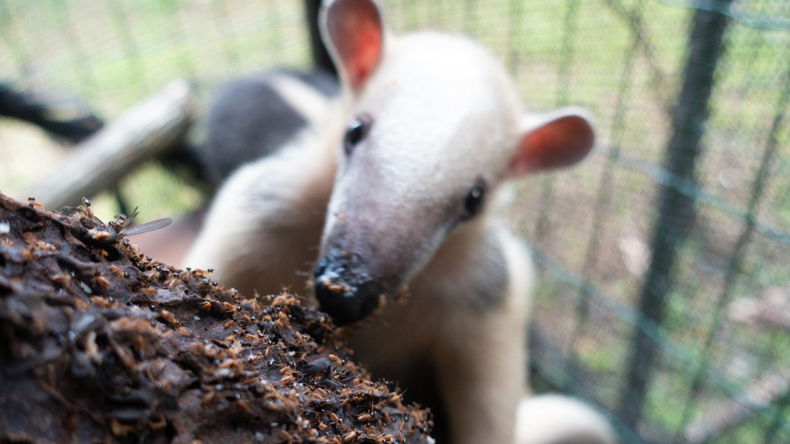 Tamanduá-mirim em recinto do Cetas, centro do Ibama que recebe animal silvestre ferido