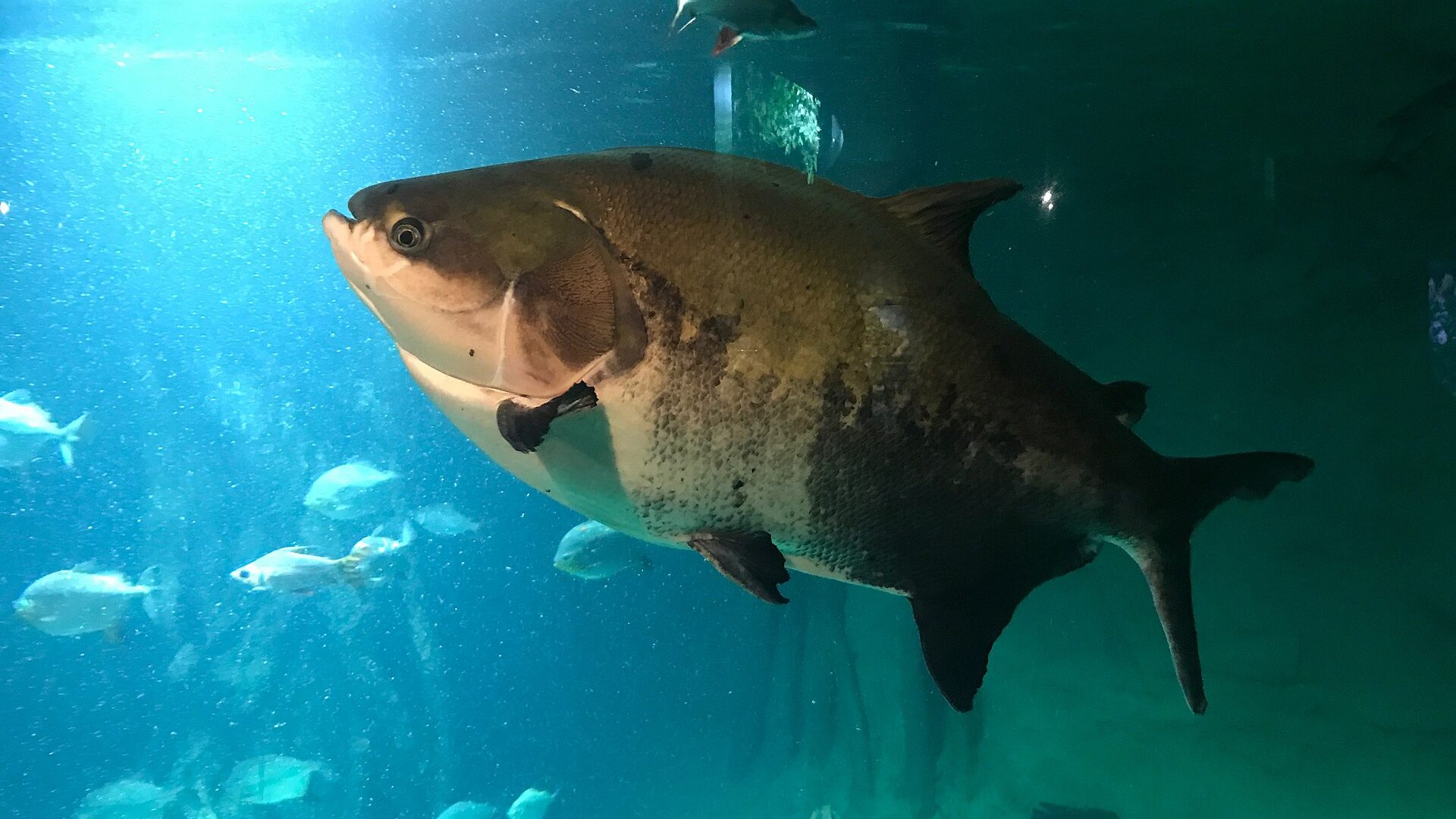 Tambaqui adulto, peixe amazônico classificado como vulnerável à extinção, nadando em aquário