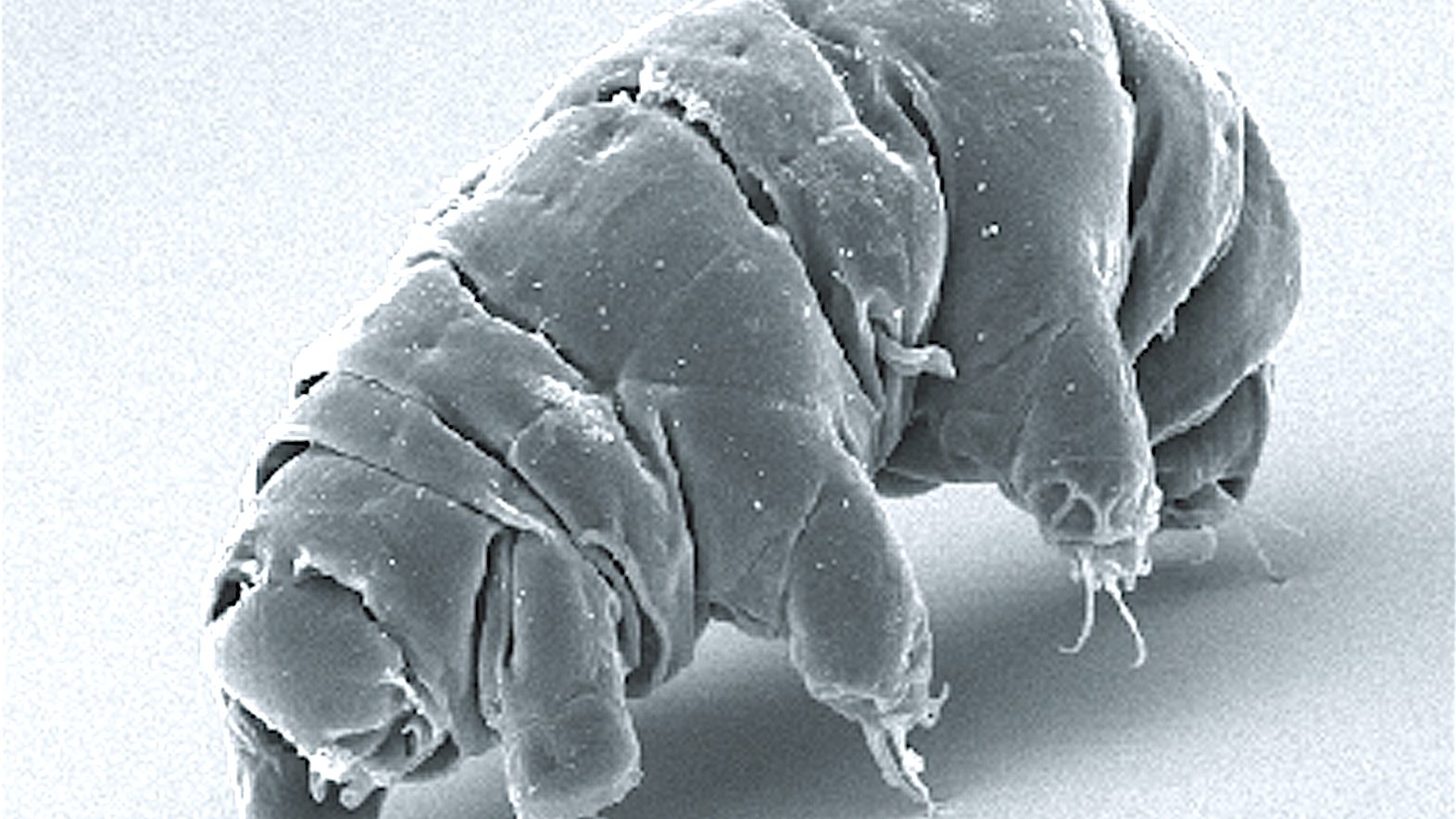Tardígrado cinza visto em microscópio eletrônico de varredura, com corpo segmentado e patas curtas