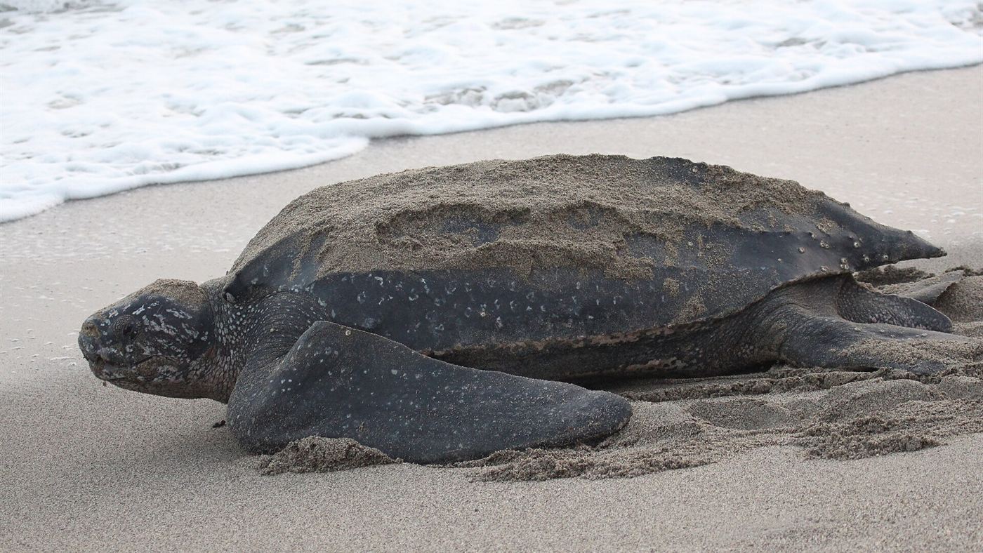Tartaruga-de-couro adulta na praia, espécie que o rastreamento por satélite do Ibama e do Projeto Tamar acompanha no litoral brasileiro