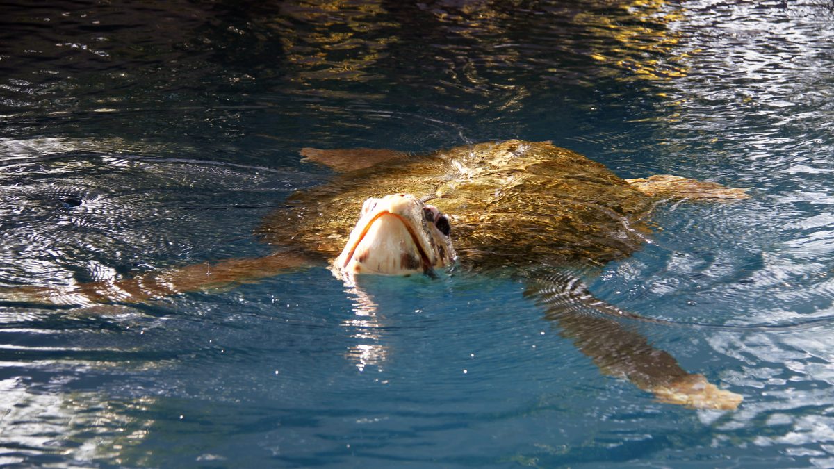 Tartaruga marinha com a cabeça fora da água num tanque do Oceanário de Aracaju, com reflexos do sol na superfície azul