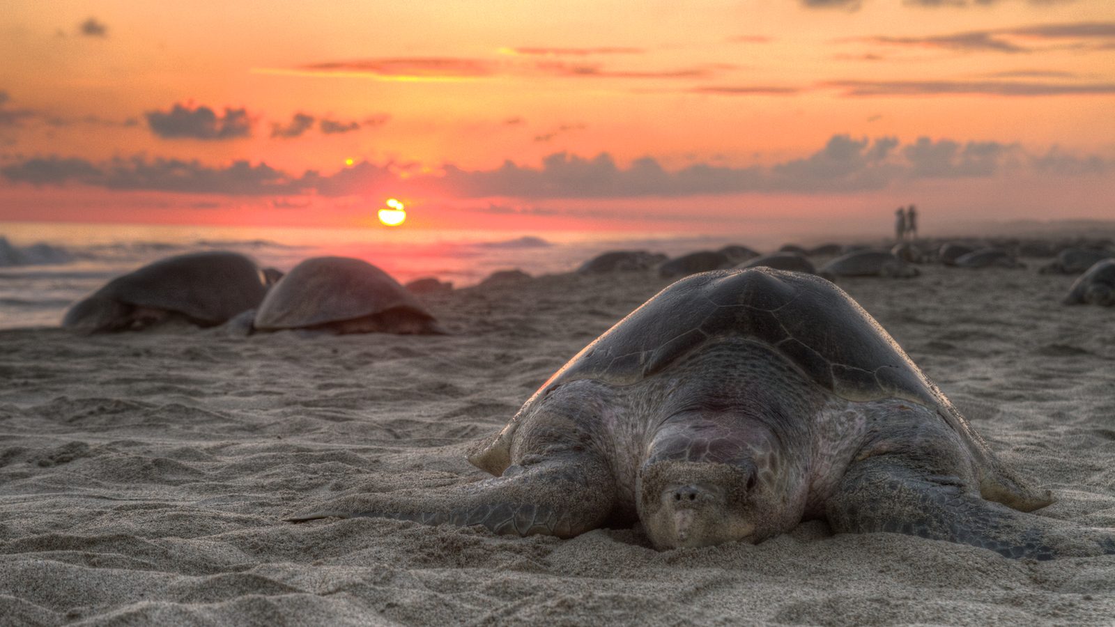 Tartaruga-oliva sozinha na areia ao pôr do sol, com outras tartarugas ao fundo, na desova da tartaruga-oliva em praia do México
